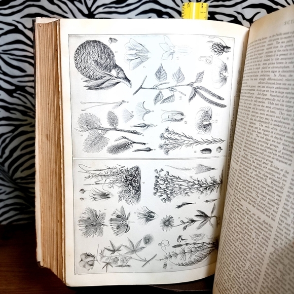 Rare Beautiful Antique 1938 Hard Cover The Volume Library Encyclopedia Book - Picture 8 of 10